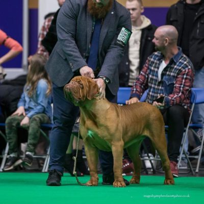 Wiki Bordeaux Dogue De Bordeaux kennel