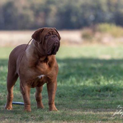 Wiki Bordeaux Dogue De Bordeaux kennel